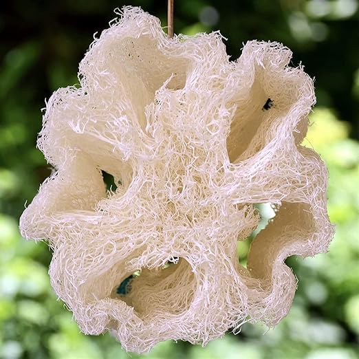Whole Egyptian Loofah100% Natural Organic Loofah Exfoliating Scrubber for Shower, Natural Loofah Sponge Body Scrubber, for Men and Women (Super Jumbo 26"" - 30""), Cream White