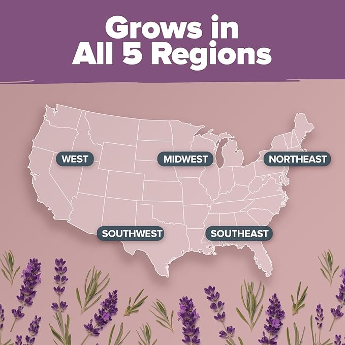 HOME GROWN Premium English Lavender Seeds -1,300 Herb Seeds,Wildflower Seed for Planting Indoor/Outdoor, High Germination,Plant Flower Seeds(Lavandula antustifolia)