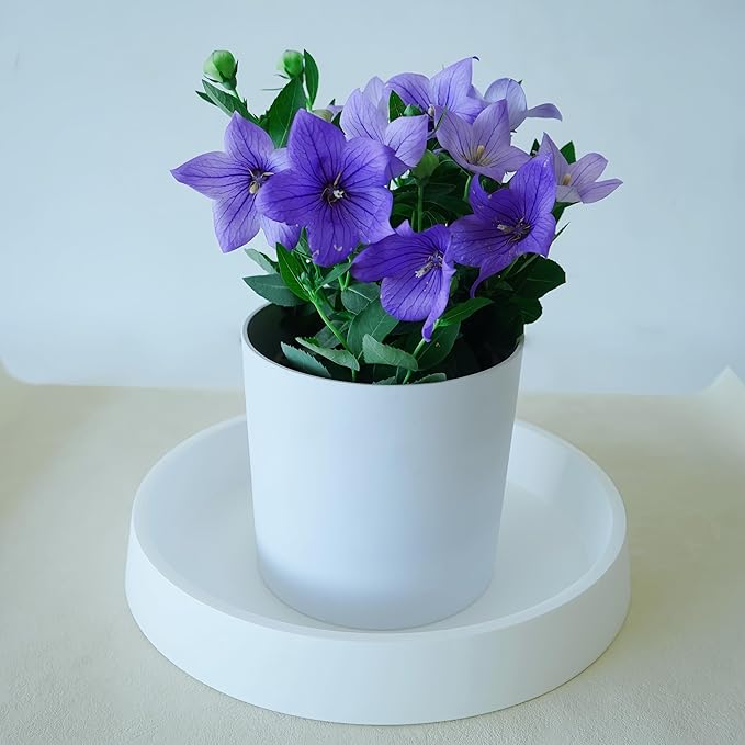 Plant Saucer Tray for Ceramic Plastic Pots, 12 inch Plant Saucers for Indoors, Pot Saucers Trays, Bird Bath Bowls, Flower Planter Water Drip Trays for Pots Base (12", White)