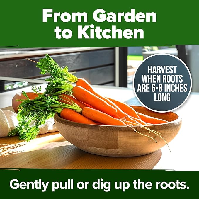 HOME GROWN Tendersweet Carrots Seeds 3000+ Heirloom Non-GMO Seeds for Planting,High Germination,Sweetest Coreless Root Vegetable, Crunchy Summer Garden,Great for Canning (Daucus carota subsp. sativus)