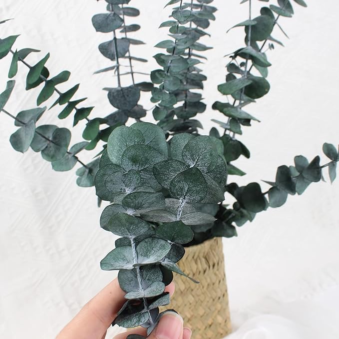 Green Dried Eucalyptus Bundle 12 Pcs Real Stems 17 Inch Fresh Natural Eucalyptus Branches for Home Decor Shower Flower Arrangement Wedding Gift