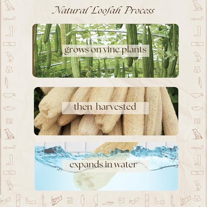 One Whole Egyptian Loofah 100% Natural SPA Beauty Bath Sponge Body Scrubber Puff. Premium Quality Lofa Loofa Luffa Loffa for exfoliating Your Skin.