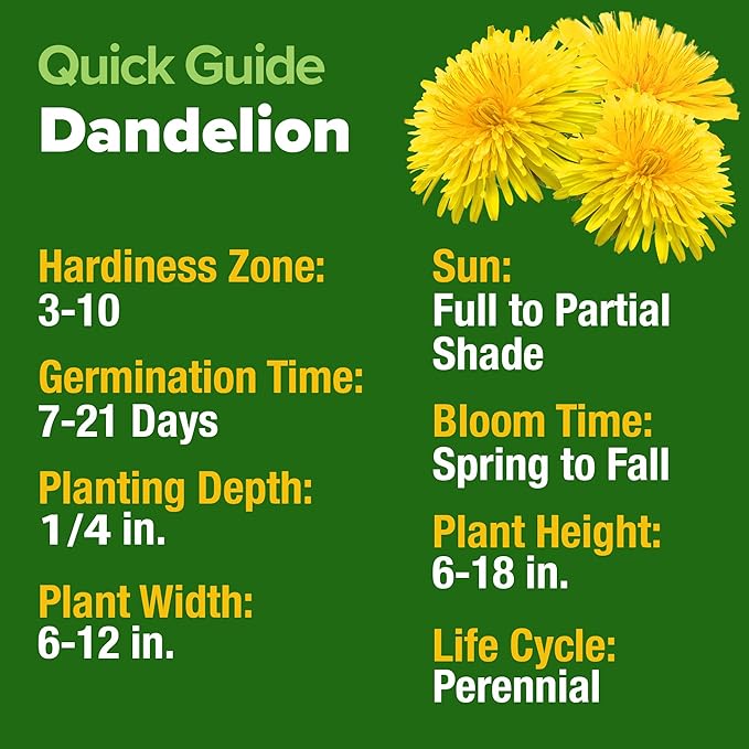 HOME GROWN Dandelion Seeds for Planting 600 Heirloom Medicinal Herb Seeds (~0.3g) Non GMO Grow Edible Leaves and Flowers for Remedies or Wildlife (Taraxacum officinale)