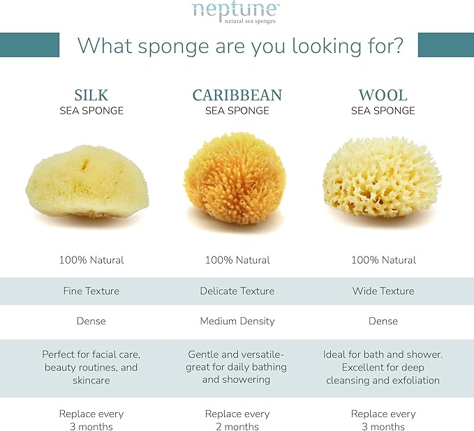 Neptune Caribbean Sea Sponge, Medium (Approx. 5-6 Inch), Hand Processed, Natural & Eco-Friendly Bath Sponge