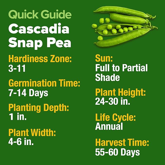 HOME GROWN Organic Cascadia Snap Pea Seeds 100+ Heirloom Non-GMO Seeds for Planting, High Germination, Sweet Edible Pods, Stringless Sugar Snap, Cool Season Garden, Containers (Pisum sativum)