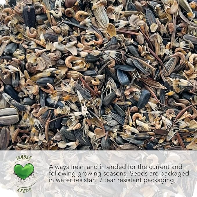 Seed Needs, Burgess Buttercup Winter Squash Seeds - 25 Heirloom Seeds for Planting Cucurbita Pepo - Non-GMO & Untreated to Plant a Home Grown Vegetable Garden (1 Pack)