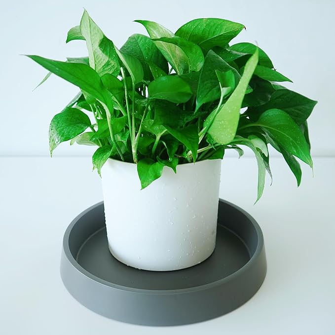 Plant Saucer Tray for Ceramic Plastic Pots, 8 inch Plant Saucers for Indoors, Pot Saucers Trays, Bird Bath Bowls, Flower Planter Water Drip Trays for Pots Base (8", Gray)