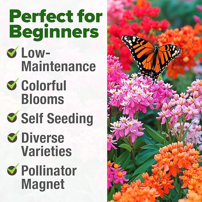 HOME GROWN Milkweed Flower Seeds - 500+ Heirloom Perennial Wildflower Seeds (5 Individual Varieties) Supports Monarch Habitat, Grows in Zones 3-11 (Asclepias syriaca)