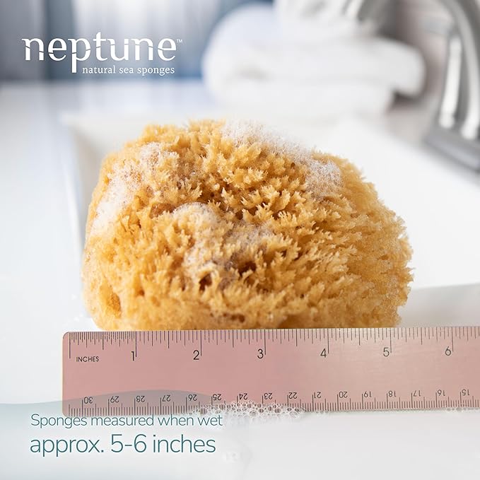 Neptune Caribbean Sea Sponge, Medium (Approx. 5-6 Inch), Hand Processed, Natural & Eco-Friendly Bath Sponge