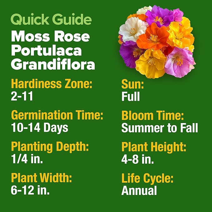 HOME GROWN 23,500+ Moss Rose Seeds (Bulk Pack) Annual Flower for Ground Cover - Heirloom Portulaca Seeds for Planting Outdoors - Great for Low-Maintenance Gardens (Portulaca grandiflora)
