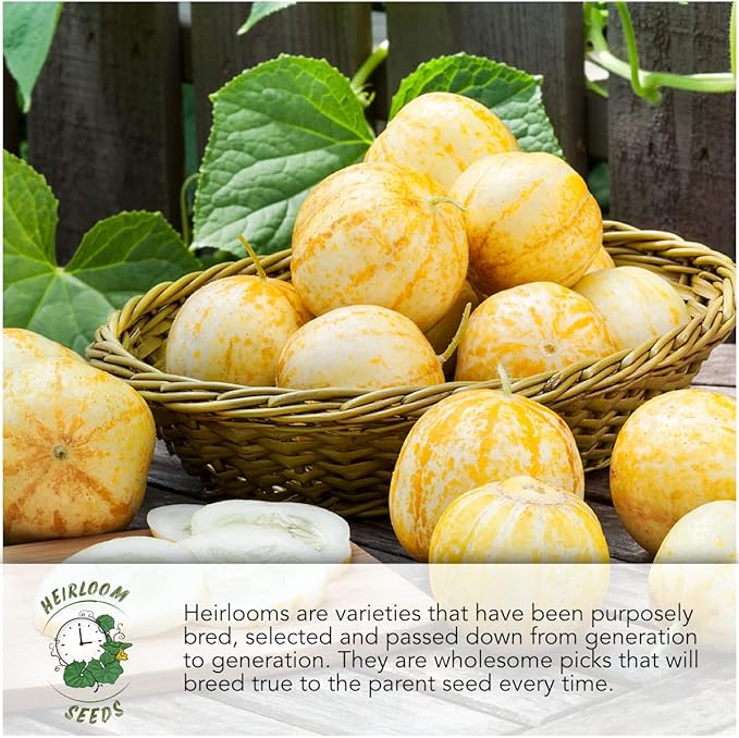 Seed Needs, Burgess Buttercup Winter Squash Seeds - 25 Heirloom Seeds for Planting Cucurbita Pepo - Non-GMO & Untreated to Plant a Home Grown Vegetable Garden (1 Pack)