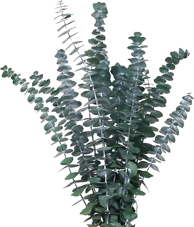 Green Dried Eucalyptus Bundle 12 Pcs Real Stems 17 Inch Fresh Natural Eucalyptus Branches for Home Decor Shower Flower Arrangement Wedding Gift