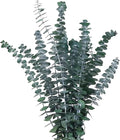 Green Dried Eucalyptus Bundle 12 Pcs Real Stems 17 Inch Fresh Natural Eucalyptus Branches for Home Decor Shower Flower Arrangement Wedding Gift