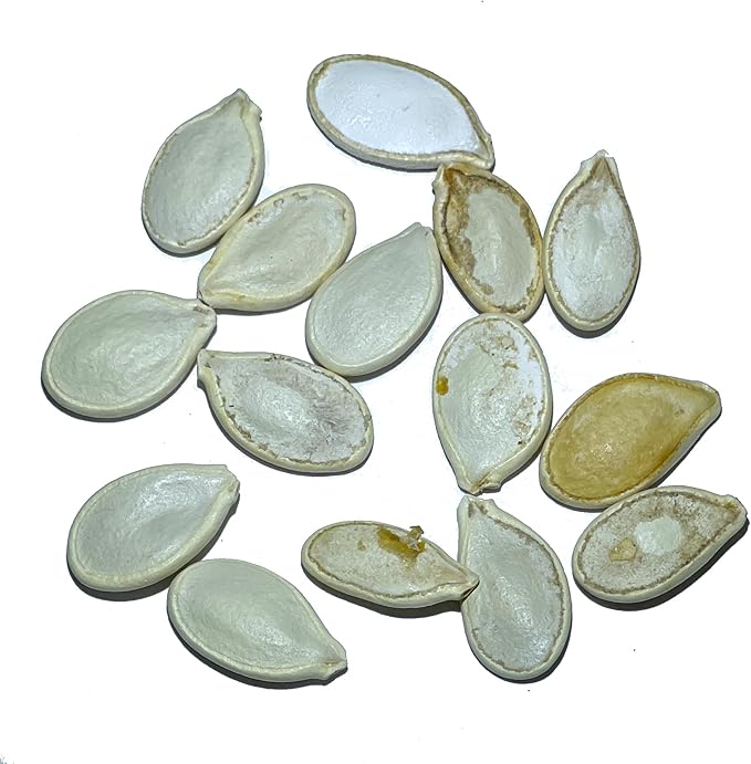 Seed Needs Blue Hubbard Winter Squash Seeds for Planting - Non-GMO, Heirloom & Untreated - Golden Yellow Sweet Flesh Perfect for Baking & Cooking (2 Packs)