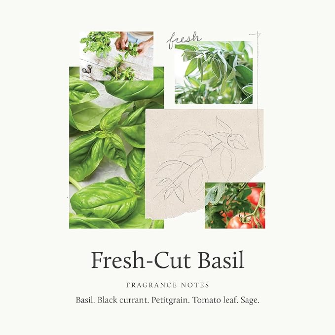 Thymes Home Fragrance Mist – Room Air Fresheners for Home Long Lasting – Air Freshener Spray – Premium Home Fragrance with Notes of Fresh Basil, Tomato Leaf & Delicate Sage (Fresh-Cut Basil, 3 oz)