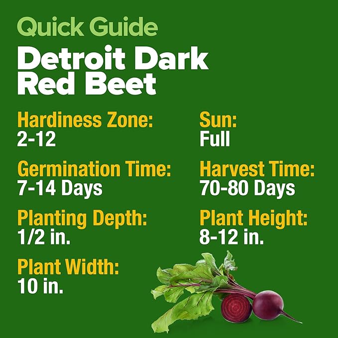 HOME GROWN Detroit Dark Red Beet Seeds 1000+ Heirloom Non-GMO Seeds for Planting, High Germination, Sweet Root Vegetable, Edible Greens, Canning, Pickling, Winter Storage (Beta vulgaris)