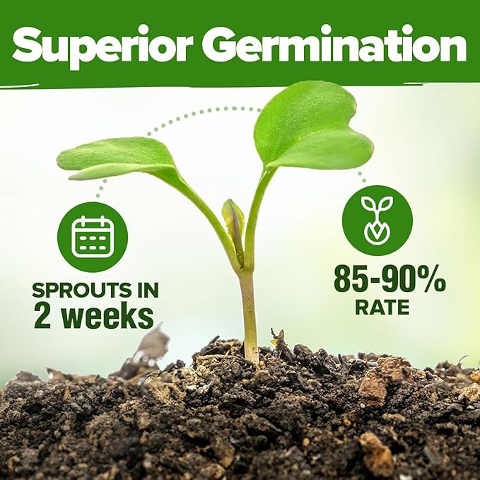 HOME GROWN 30 Herb Seeds for Planting 10,900+ Non-GMO Heirloom Seeds | Extra Large Variety Pack Herb Kit – Indoor Outdoor & Hydroponic | Culinary Seed Set | Grow Your Own Herbs | Gardening Gift