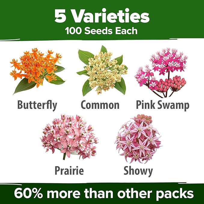 HOME GROWN Milkweed Flower Seeds - 500+ Heirloom Perennial Wildflower Seeds (5 Individual Varieties) Supports Monarch Habitat, Grows in Zones 3-11 (Asclepias syriaca)