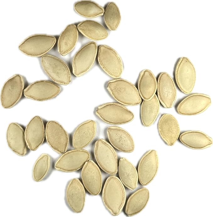 Seed Needs Black Beauty Squash Seeds for Planting Zucchini Summer Squash - Non-GMO, Heirloom & Untreated - Prolific Yields of Delicious Zucchinis in a Home Grown Outdoor Vegetable Garden (2 Packs)