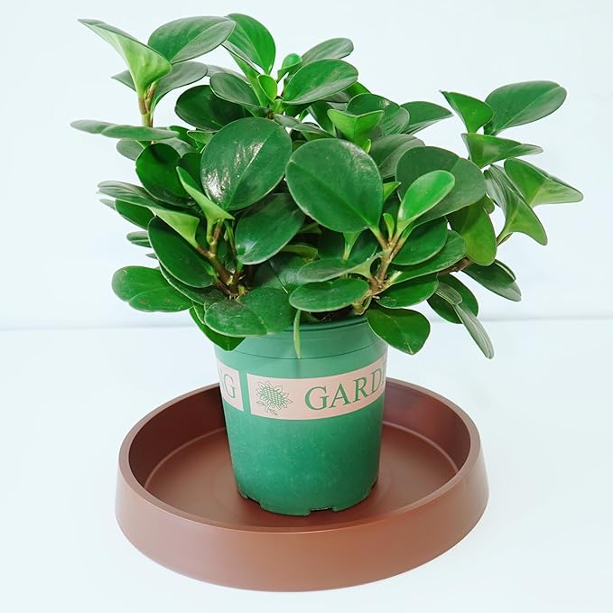 Plant Saucer Tray for Ceramic Plastic Pots, 20 inch Plant Saucers for Indoors, Pot Saucers Trays, Bird Bath Bowls, Flower Planter Water Drip Trays for Pots Base (20", Brown)