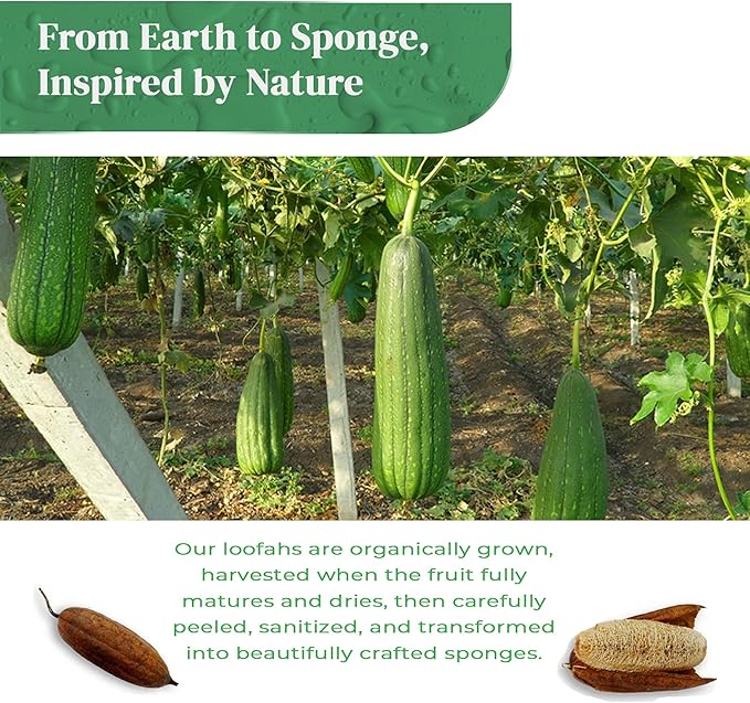 Natural Loofah Exfoliating Sponge (4 Pack) - Organic Loofah for Body - Biodegradable Shower Luffa - Natural Bath Sponges Loufa - Estropajos para el Cuerpo
