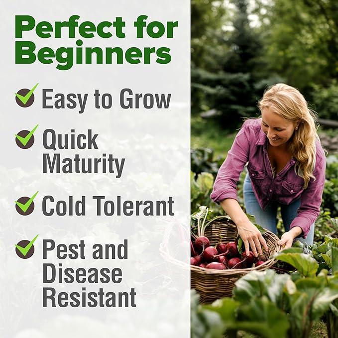 HOME GROWN Detroit Dark Red Beet Seeds 1000+ Heirloom Non-GMO Seeds for Planting, High Germination, Sweet Root Vegetable, Edible Greens, Canning, Pickling, Winter Storage (Beta vulgaris)