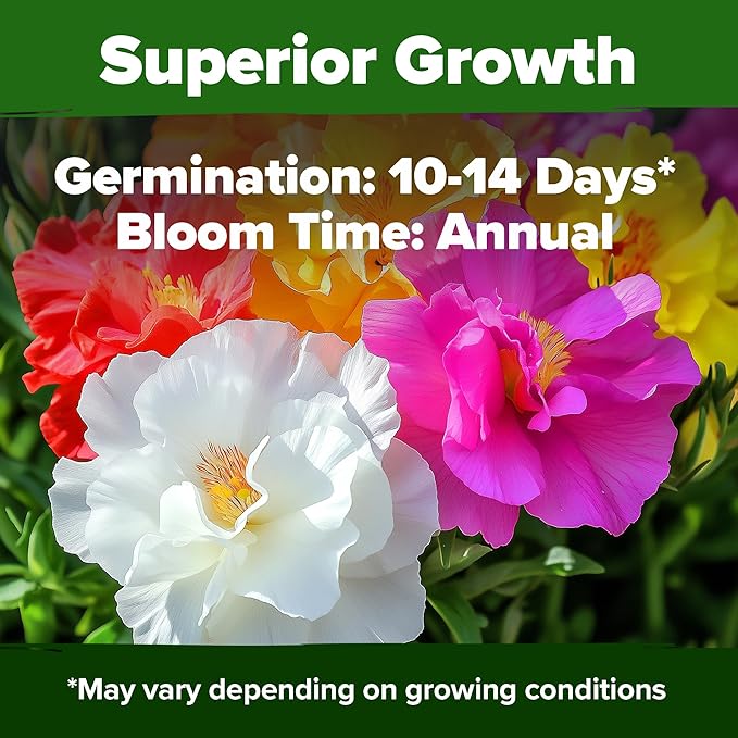 HOME GROWN 23,500+ Moss Rose Seeds (Bulk Pack) Annual Flower for Ground Cover - Heirloom Portulaca Seeds for Planting Outdoors - Great for Low-Maintenance Gardens (Portulaca grandiflora)