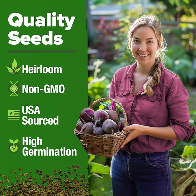 HOME GROWN Detroit Dark Red Beet Seeds 1000+ Heirloom Non-GMO Seeds for Planting, High Germination, Sweet Root Vegetable, Edible Greens, Canning, Pickling, Winter Storage (Beta vulgaris)