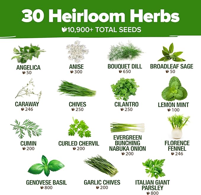 HOME GROWN 30 Herb Seeds for Planting 10,900+ Non-GMO Heirloom Seeds | Extra Large Variety Pack Herb Kit – Indoor Outdoor & Hydroponic | Culinary Seed Set | Grow Your Own Herbs | Gardening Gift
