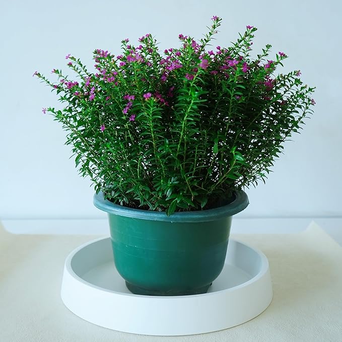 Plant Saucer Tray for Ceramic Plastic Pots, 12 inch Plant Saucers for Indoors, Pot Saucers Trays, Bird Bath Bowls, Flower Planter Water Drip Trays for Pots Base (12", White)