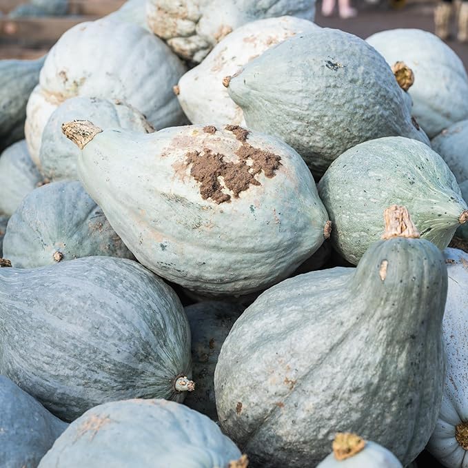 Seed Needs Blue Hubbard Winter Squash Seeds for Planting - Non-GMO, Heirloom & Untreated - Golden Yellow Sweet Flesh Perfect for Baking & Cooking (2 Packs)