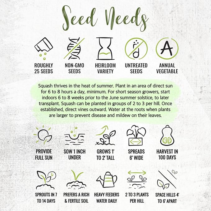 Seed Needs Waltham Butternut Squash Seeds for Planting - Non-GMO Heirloom & Untreated Summer Squash to Plant a Home Grown Outdoor Vegetable Garden (2 Packs)
