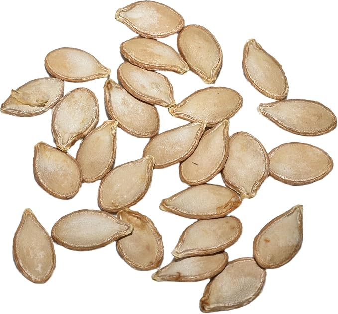 Seed Needs Waltham Butternut Squash Seeds for Planting - Non-GMO Heirloom & Untreated Summer Squash to Plant a Home Grown Outdoor Vegetable Garden (2 Packs)