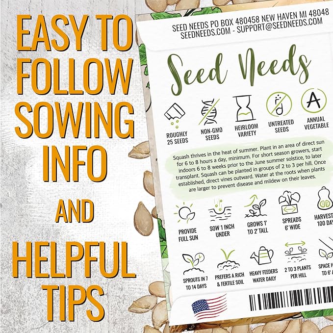 Seed Needs Waltham Butternut Squash Seeds for Planting - Non-GMO Heirloom & Untreated Summer Squash to Plant a Home Grown Outdoor Vegetable Garden (2 Packs)