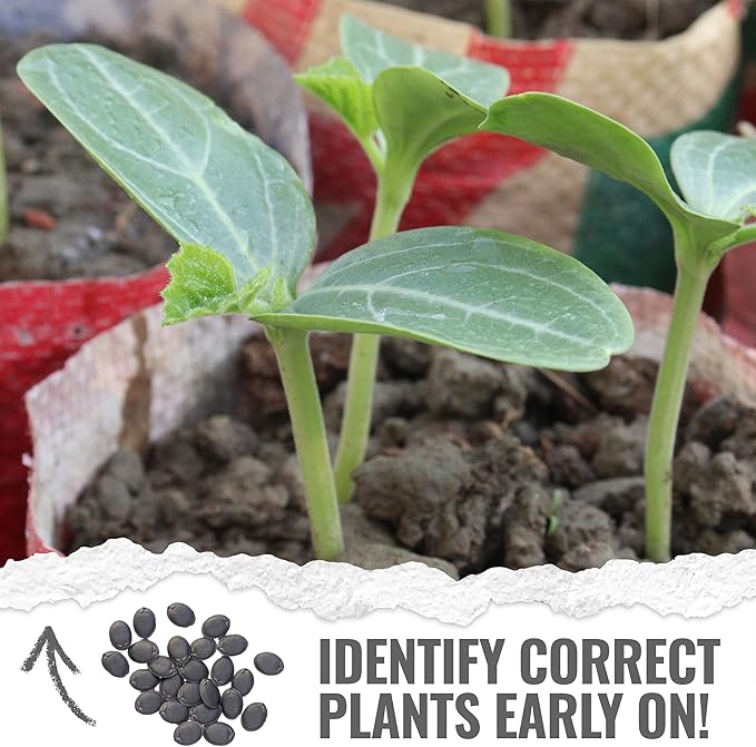 Seed Needs Luffa Seeds for Planting Loofah Sponge Gourds - Non-GMO Heirloom & Untreated Veggie Seed to Plant a Home Grown Outdoor Vegetable Garden (20 Packs)