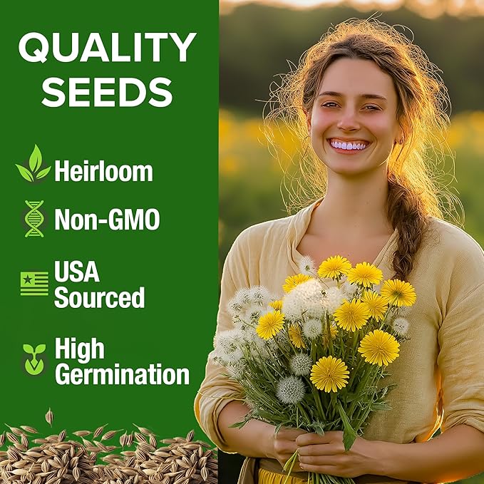 HOME GROWN Dandelion Seeds for Planting 600 Heirloom Medicinal Herb Seeds (~0.3g) Non GMO Grow Edible Leaves and Flowers for Remedies or Wildlife (Taraxacum officinale)