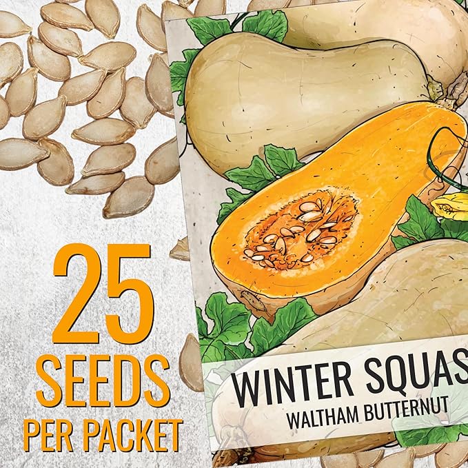 Seed Needs Waltham Butternut Squash Seeds for Planting - Non-GMO Heirloom & Untreated Summer Squash to Plant a Home Grown Outdoor Vegetable Garden (2 Packs)