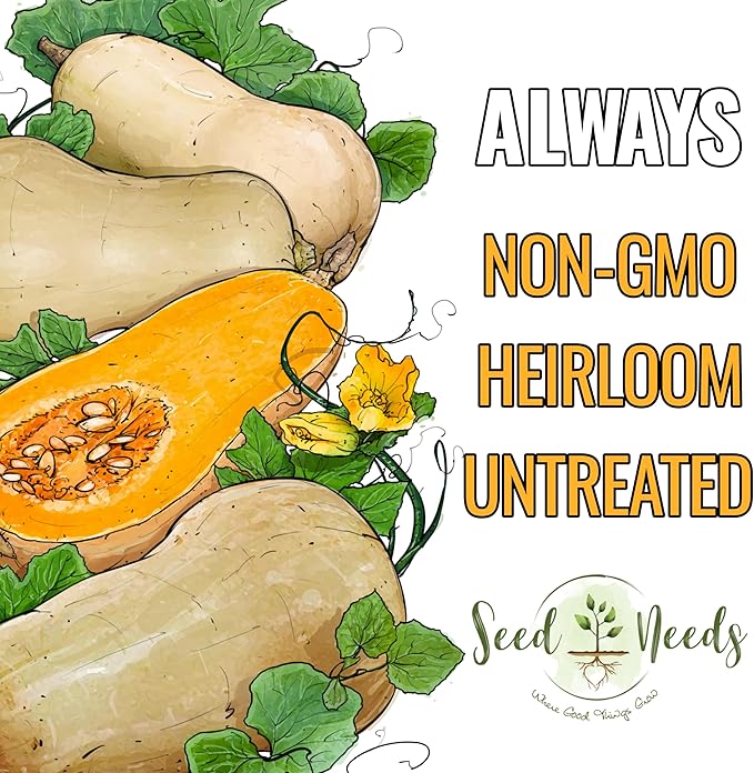Seed Needs Waltham Butternut Squash Seeds for Planting - Non-GMO Heirloom & Untreated Summer Squash to Plant a Home Grown Outdoor Vegetable Garden (2 Packs)