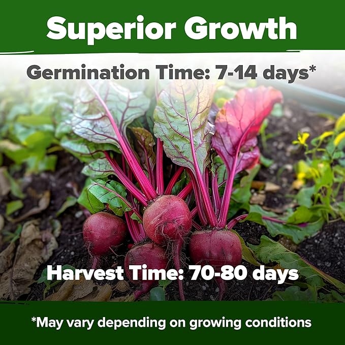 HOME GROWN Detroit Dark Red Beet Seeds 1000+ Heirloom Non-GMO Seeds for Planting, High Germination, Sweet Root Vegetable, Edible Greens, Canning, Pickling, Winter Storage (Beta vulgaris)