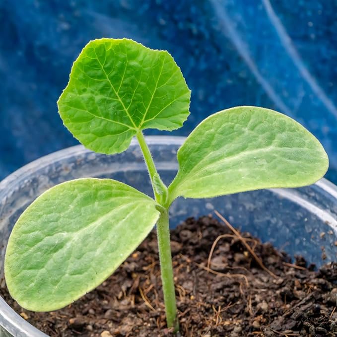 Seed Needs, Table King Acorn Winter Squash Seeds - 45 Heirloom Seeds for Planting Cucurbita Pepo - Non-GMO & Untreated Vegetable for an Outdoor Garden (5 Packs)