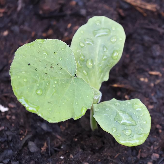Seed Needs Waltham Butternut Squash Seeds for Planting - Non-GMO Heirloom & Untreated Summer Squash to Plant a Home Grown Outdoor Vegetable Garden (2 Packs)