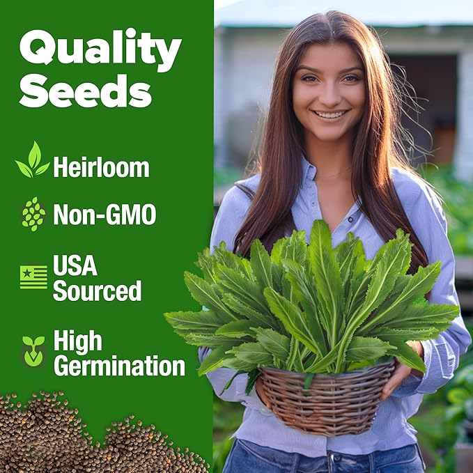 HOME GROWN Culantro Seeds - 720+ Heirloom Herb Seeds for Planting, Slow-Bolting, Flavorful Cilantro Alternative, Great for Outdoor Herb Gardens (Eryngium foetidum)