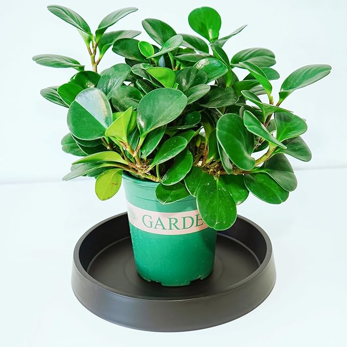 Plant Saucer Tray for Ceramic Plastic Pots, 10 inch Plant Saucers for Indoors, Pot Saucers Trays, Bird Bath Bowls, Flower Planter Water Drip Trays for Pots Base (10", Black)