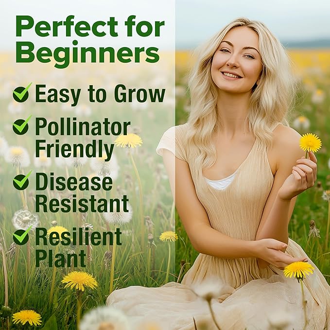 HOME GROWN Dandelion Seeds for Planting 600 Heirloom Medicinal Herb Seeds (~0.3g) Non GMO Grow Edible Leaves and Flowers for Remedies or Wildlife (Taraxacum officinale)