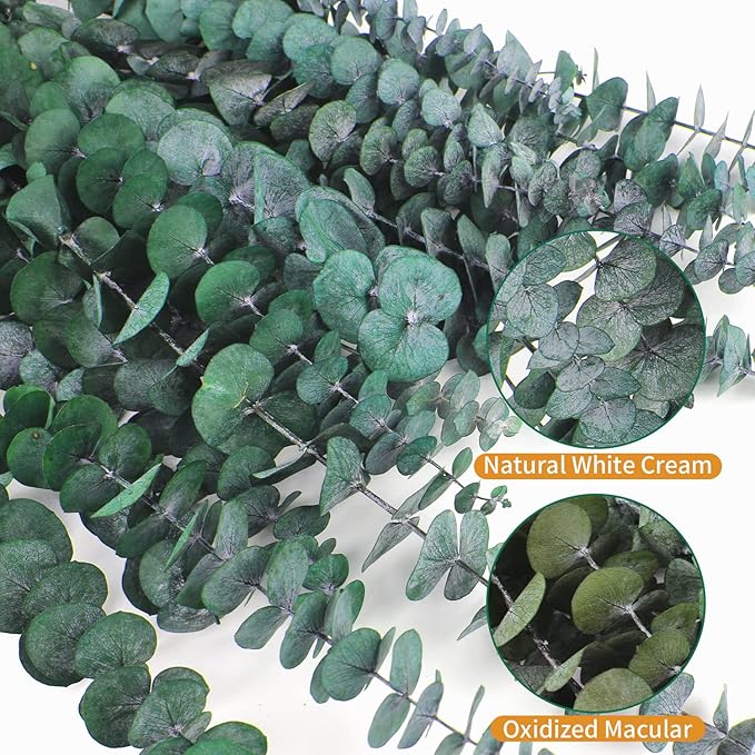 30 Pcs Eucalyptus for Shower, Dried Hanging Bundle -17in Real Eucalyptus Stems,100% Natural Leaves Greenery Stems & Aromatic Shower Plant, Home Decor, Party Present, Wedding Gift