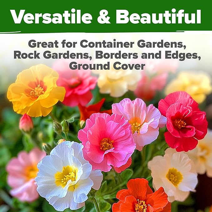 HOME GROWN 23,500+ Moss Rose Seeds (Bulk Pack) Annual Flower for Ground Cover - Heirloom Portulaca Seeds for Planting Outdoors - Great for Low-Maintenance Gardens (Portulaca grandiflora)
