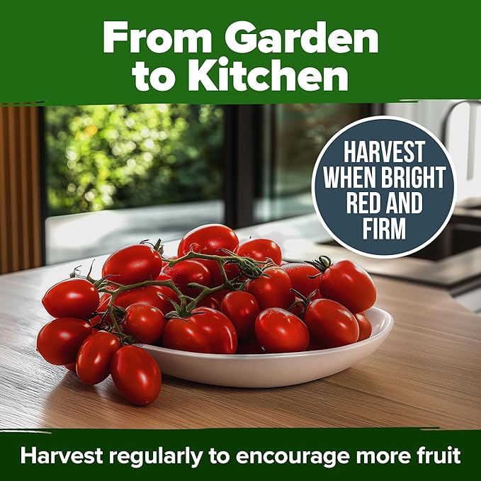 HOME GROWN San Marzano Tomato Seeds 66+ Heirloom Non-GMO Seeds for Planting, High Germination, Indeterminate, Classic Meaty Italian Paste Tomato, Best for Sauce & Canning (Solanum lycopersicum)
