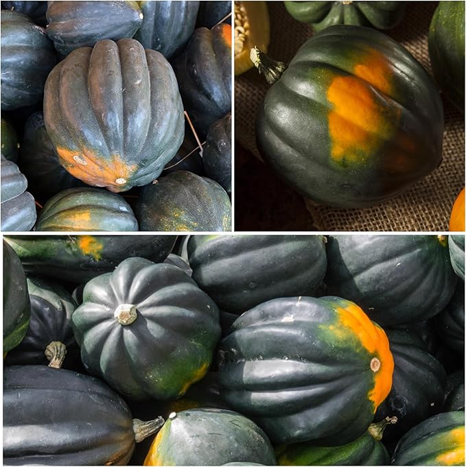 Seed Needs, Table King Acorn Winter Squash Seeds - 45 Heirloom Seeds for Planting Cucurbita Pepo - Non-GMO & Untreated Vegetable for an Outdoor Garden (5 Packs)