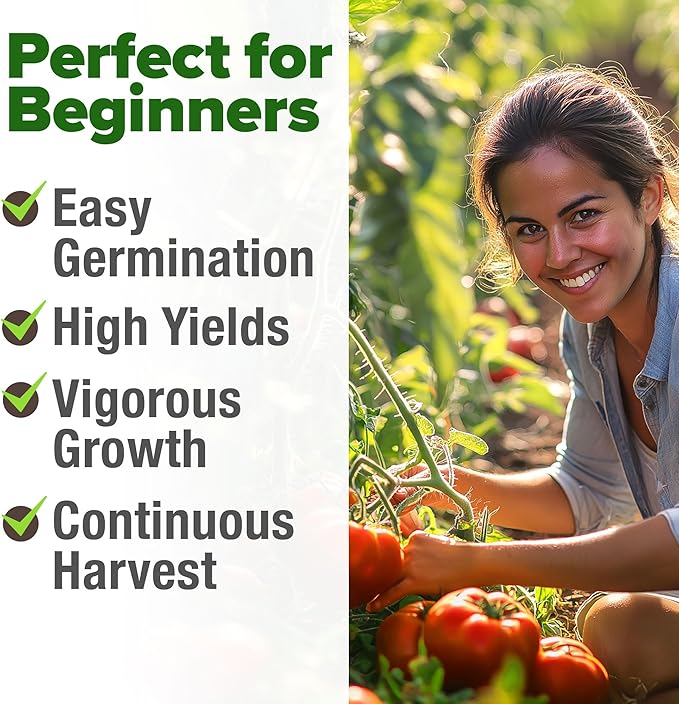 HOME GROWN Beefsteak Tomato Seeds 600+ Heirloom Non-GMO Seeds for Planting, High Germination, Indeterminate Extra Large Meaty Slicing Tomato,Prolific Garden Crop, Sandwich Ready (Solanum lycopersicum)