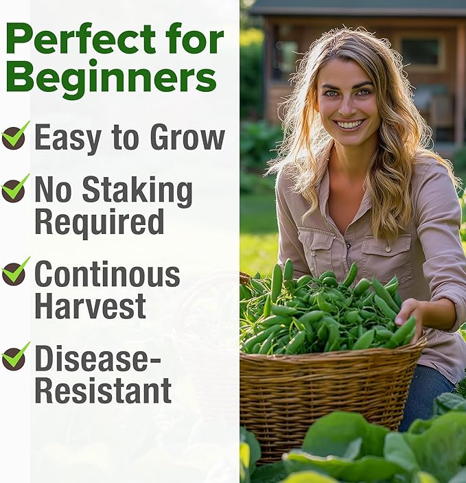 HOME GROWN Organic Cascadia Snap Pea Seeds 100+ Heirloom Non-GMO Seeds for Planting, High Germination, Sweet Edible Pods, Stringless Sugar Snap, Cool Season Garden, Containers (Pisum sativum)